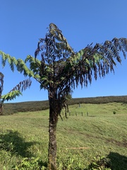 Cyathea weatherbyana