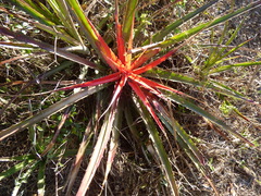 Bromelia serra