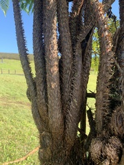 Cyathea weatherbyana