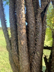 Cyathea weatherbyana