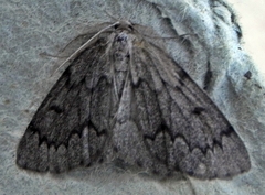 Nepytia canosaria