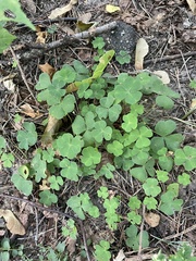 Oxalis acetosella