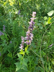 Agastache