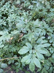 Chaerophyllum aromaticum