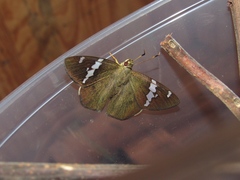 Pseudonascus paulliniae