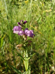 Physostegia virginiana