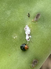 Exochomus nigripennis