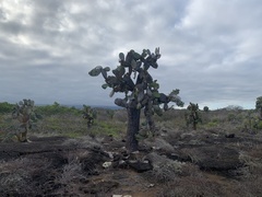 Opuntia galapageia