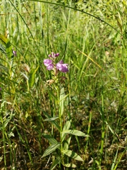 Physostegia virginiana