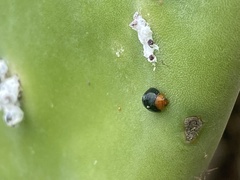 Exochomus nigripennis