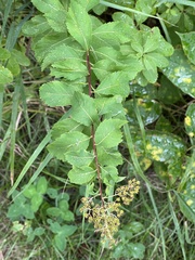 Spiraea alba