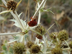 Graphosoma semipunctatum