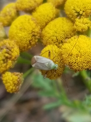 Adelphocoris quadripunctatus