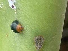 Exochomus nigripennis