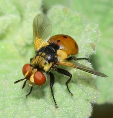 Gymnosoma