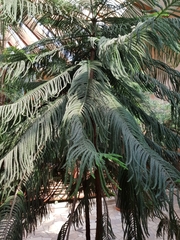 Eutacta