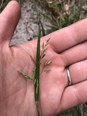Poa annua