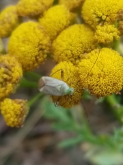Adelphocoris quadripunctatus