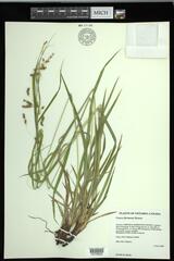 Carex formosa