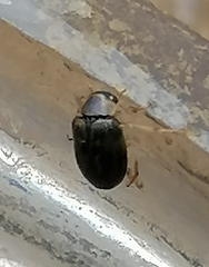 Berosus