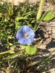 Ipomoea hederacea