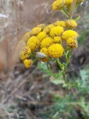 Adelphocoris quadripunctatus