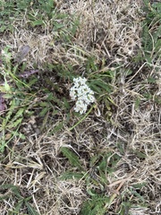 Achillea millefolium