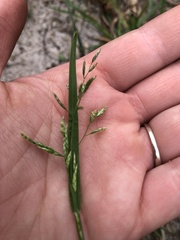 Poa annua