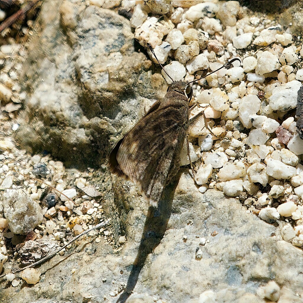 Acacia Skipper