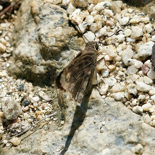 Acacia Skipper