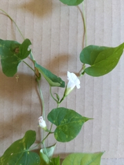 Ipomoea lacunosa
