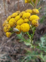 Adelphocoris quadripunctatus