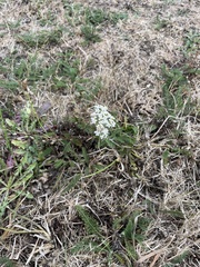 Achillea millefolium