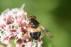 Volucella pellucens