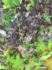 Lespedeza procumbens