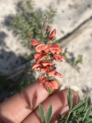 Indigofera heterophylla