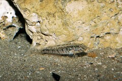 Gobius ophiocephalus