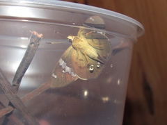 Pseudonascus paulliniae