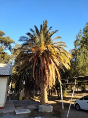 Myiopsitta monachus