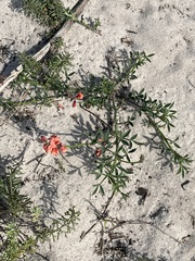 Indigofera heterophylla