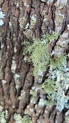Usnea hirta