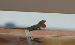Anolis grahami