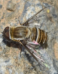 Exhyalanthrax muscarius