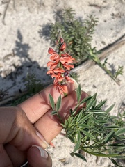 Indigofera heterophylla