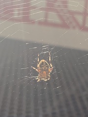 Neoscona crucifera