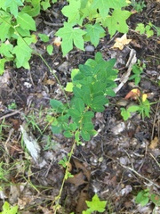 Lespedeza procumbens