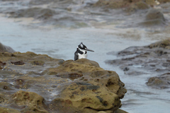 Ceryle rudis rudis