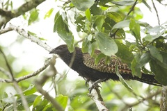 Centropus phasianinus