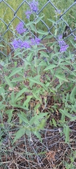 Caryopteris × clandonensis