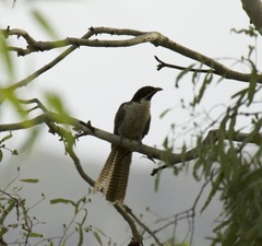 Eudynamys orientalis